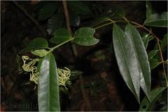 Ixora lanceolaria